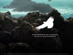 2017Condor_sp