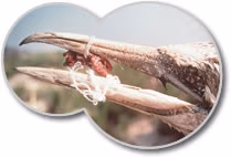 Tangled_Beak